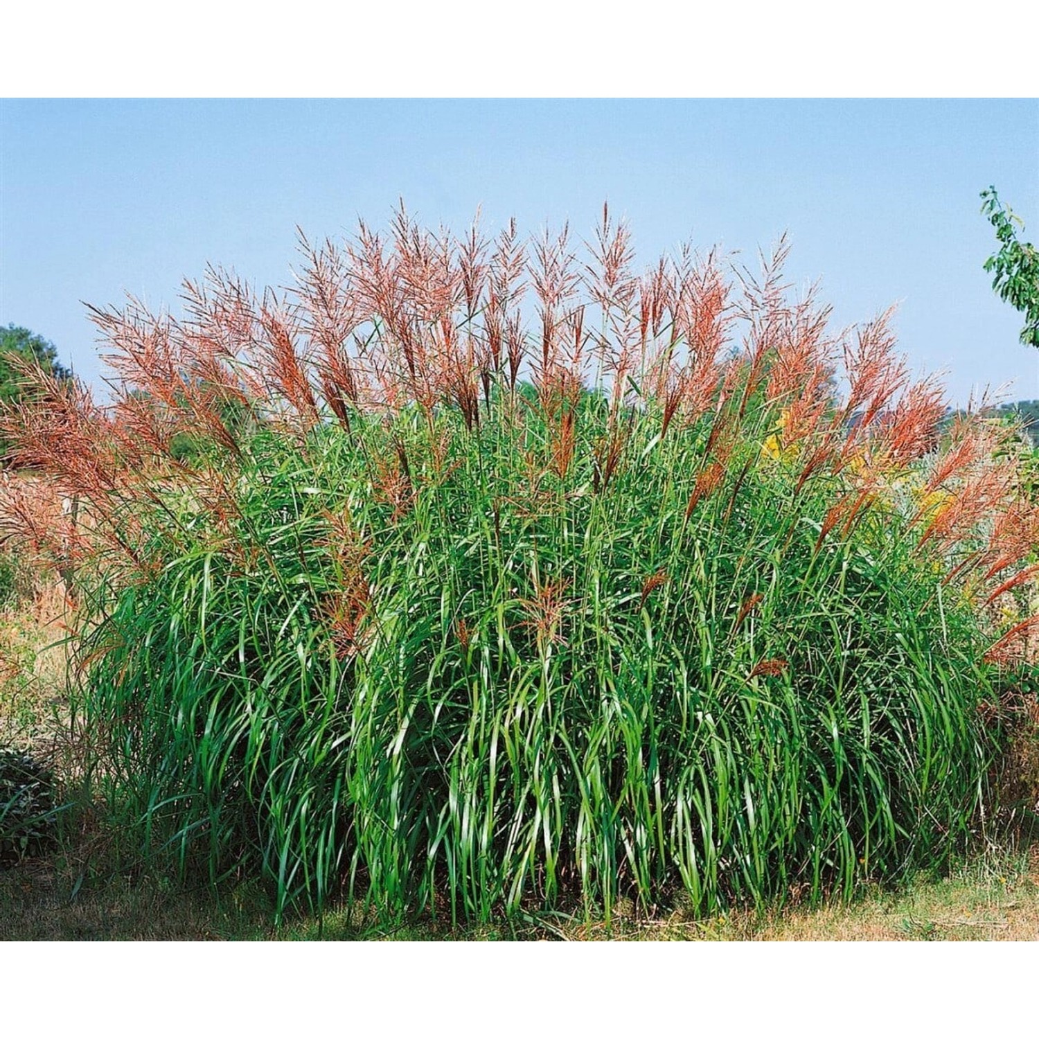 Miscanthus Sinensis Septemberrot Chinaschilf Rot 3-5 Liter Container von Pflanzen für dich