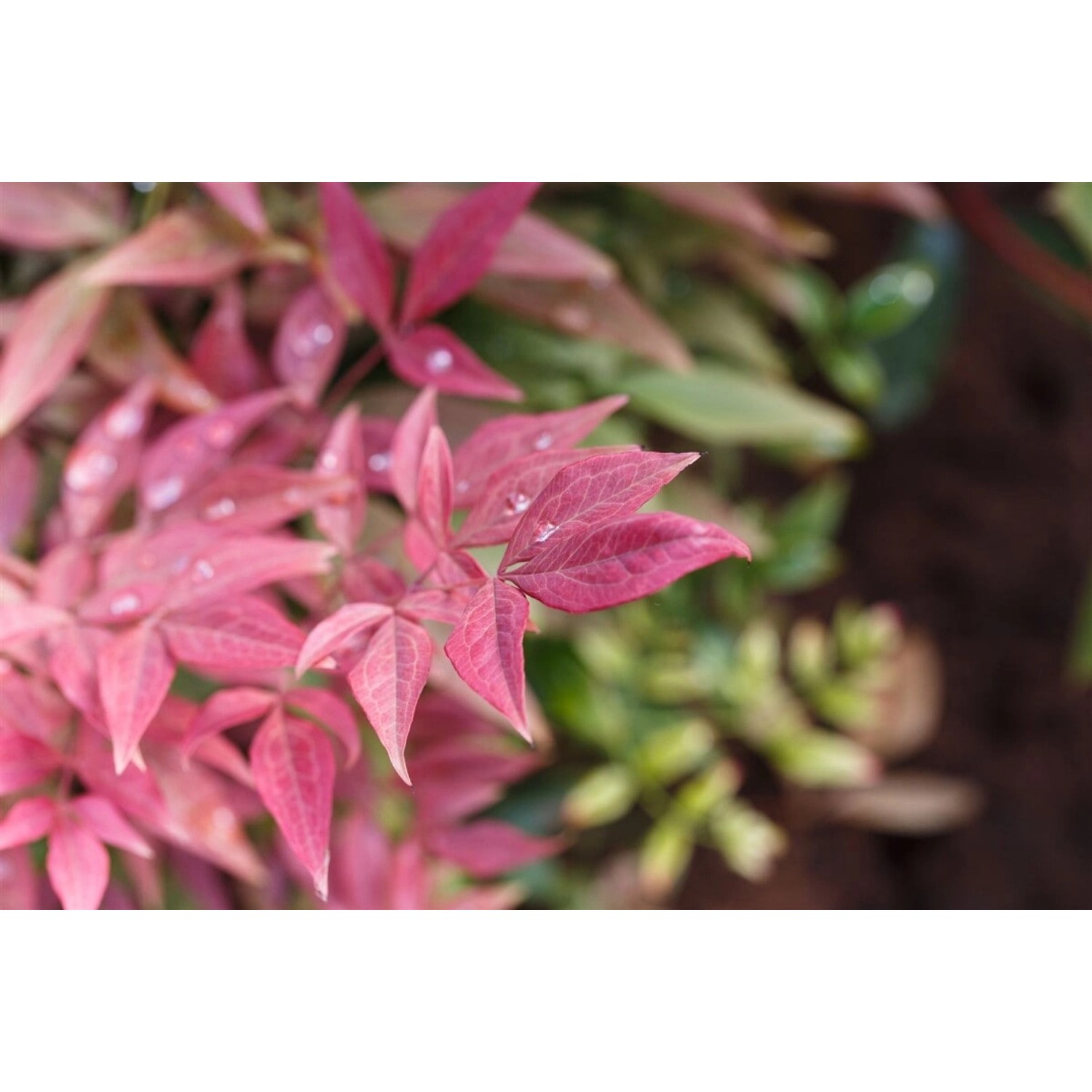 Nandina Domestica Blush Pink Himmelsbambus Rosa 60–80 cm von Pflanzen für dich