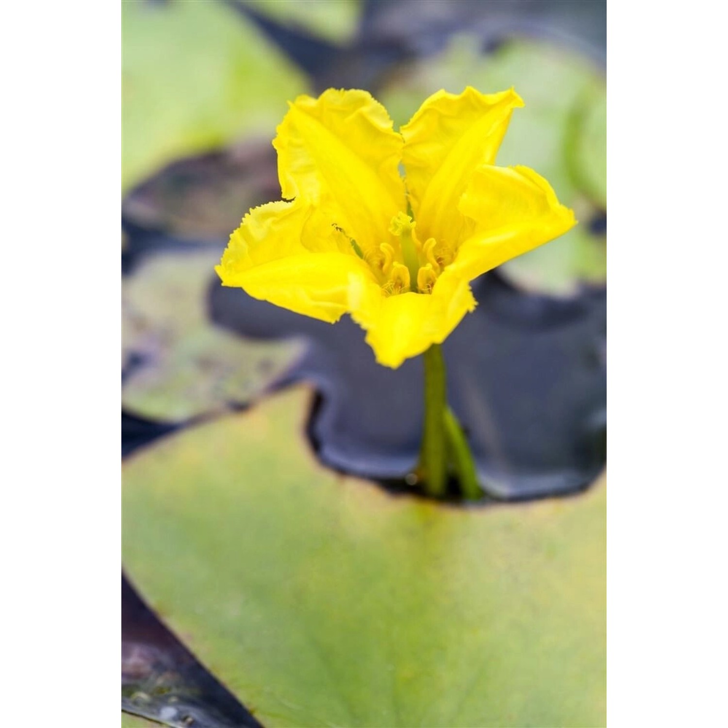 Nymphoides Peltata Seekanne Ca. 9x9 cm Topf Nymphoides Peltata Seekanne Ca. 9x9 cm Topf von Pflanzen für dich