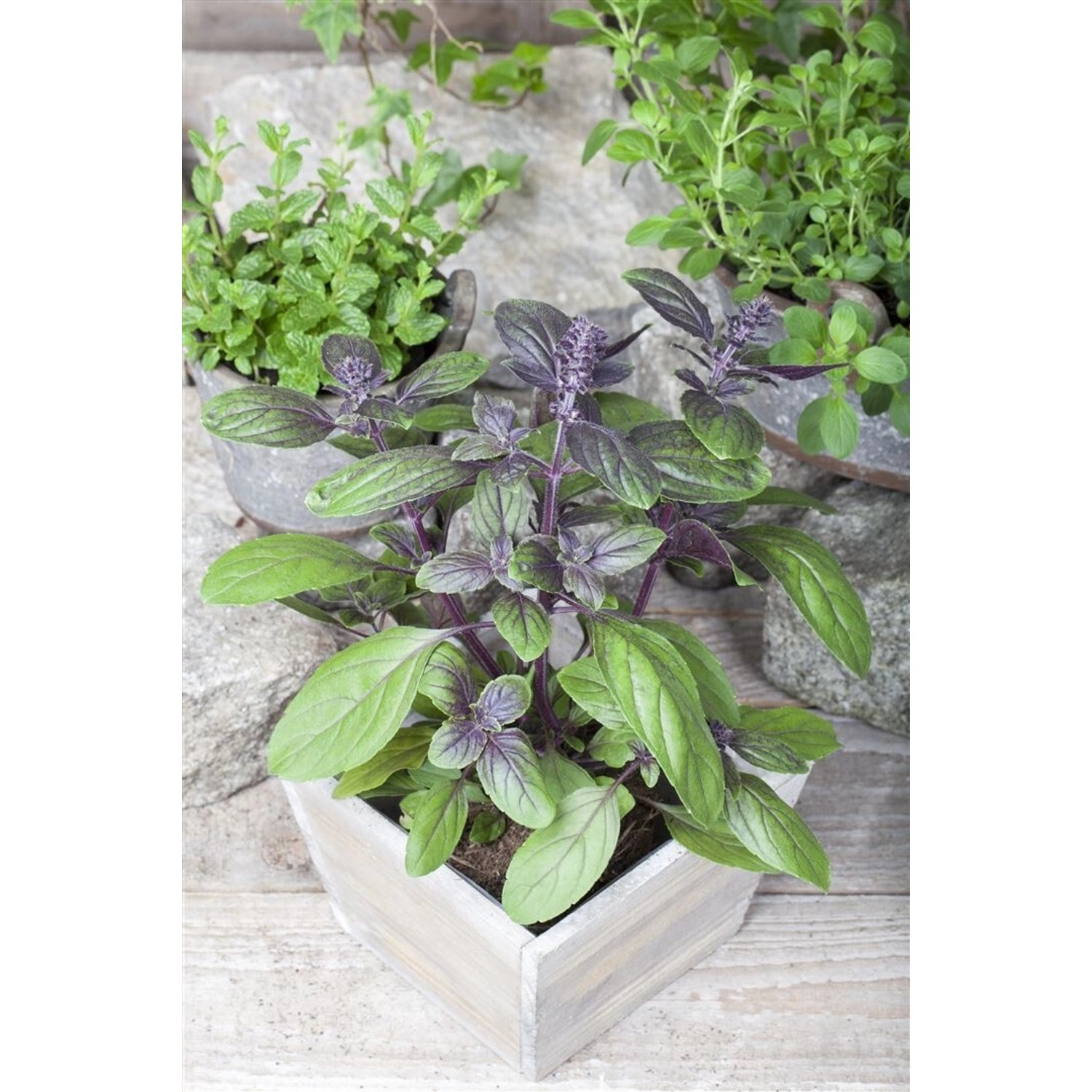 Ocimum Basilicum Basilikum Magic Blue 2 Liter Container von Pflanzen für dich