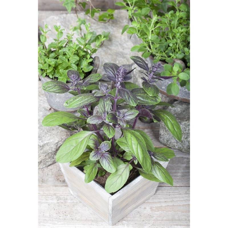 Ocimum Basilicum Basilikum Magic Blue 2 Liter Container von Pflanzen für dich