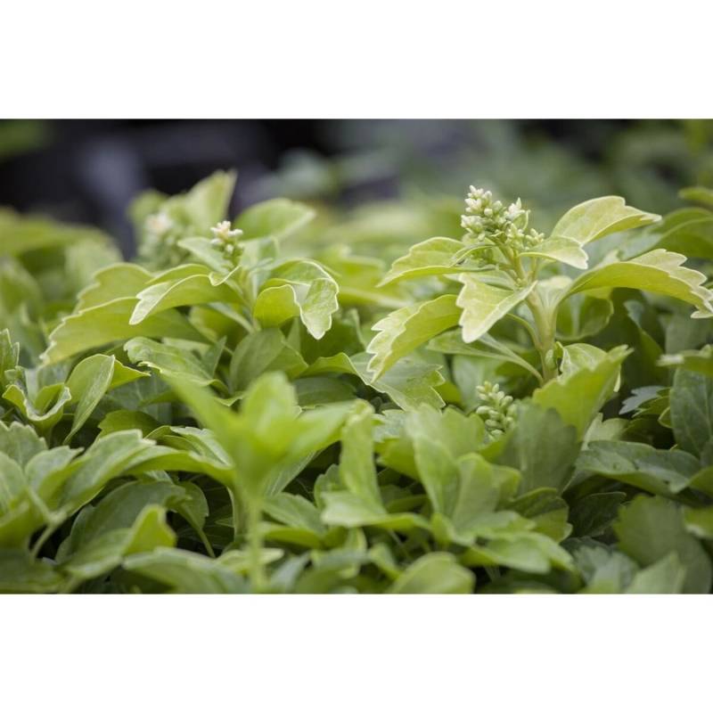 Pachysandra Terminalis Green Sheen Ysander Glänzend Ca. 9x9 cm Topf von Pflanzen für dich