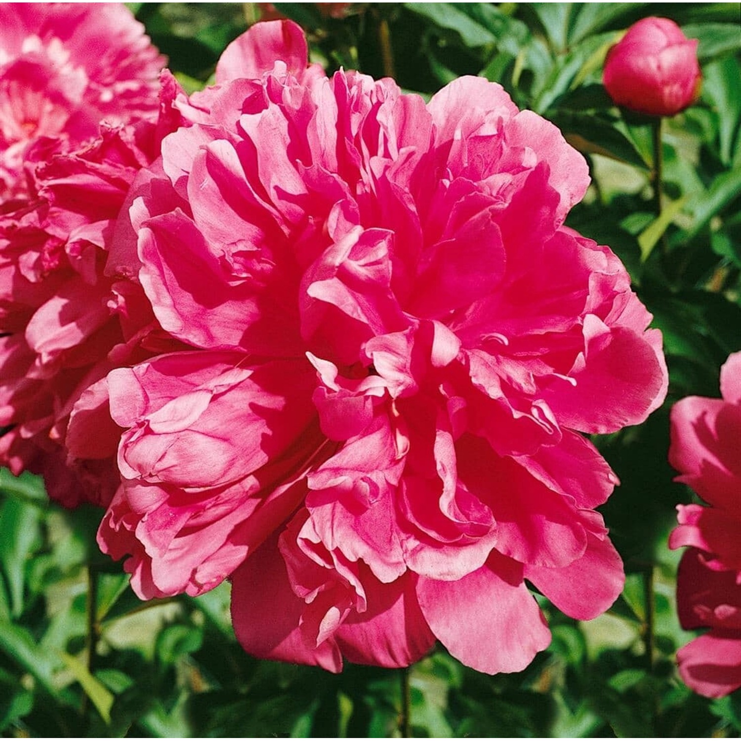 Paeonia Lactiflora Pfingstrose General Mac Mahon Ca 11x11 cm Topf von Pflanzen für dich