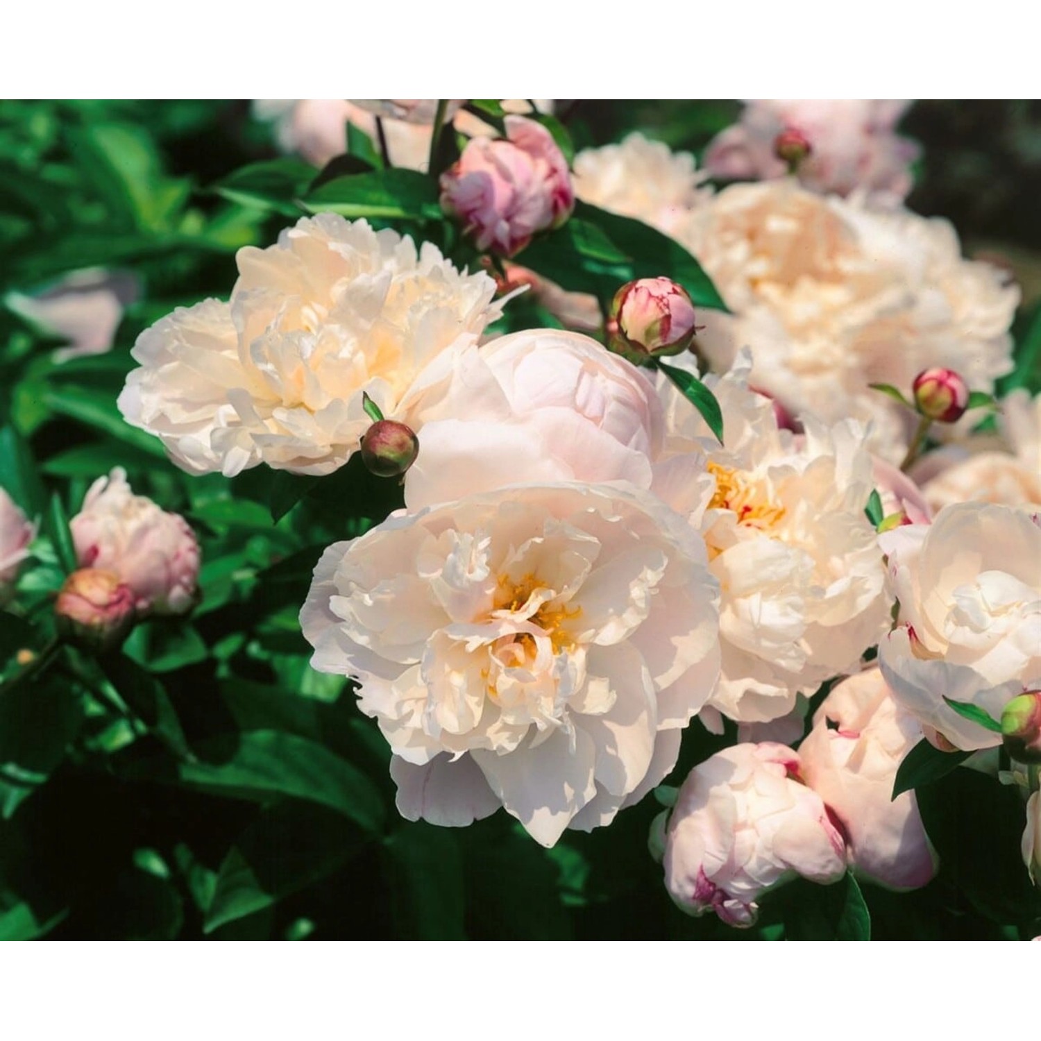 Paeonia Lactiflora Pfingstrose Lady Alexandra Duff 2-3 Liter Container von Pflanzen für dich