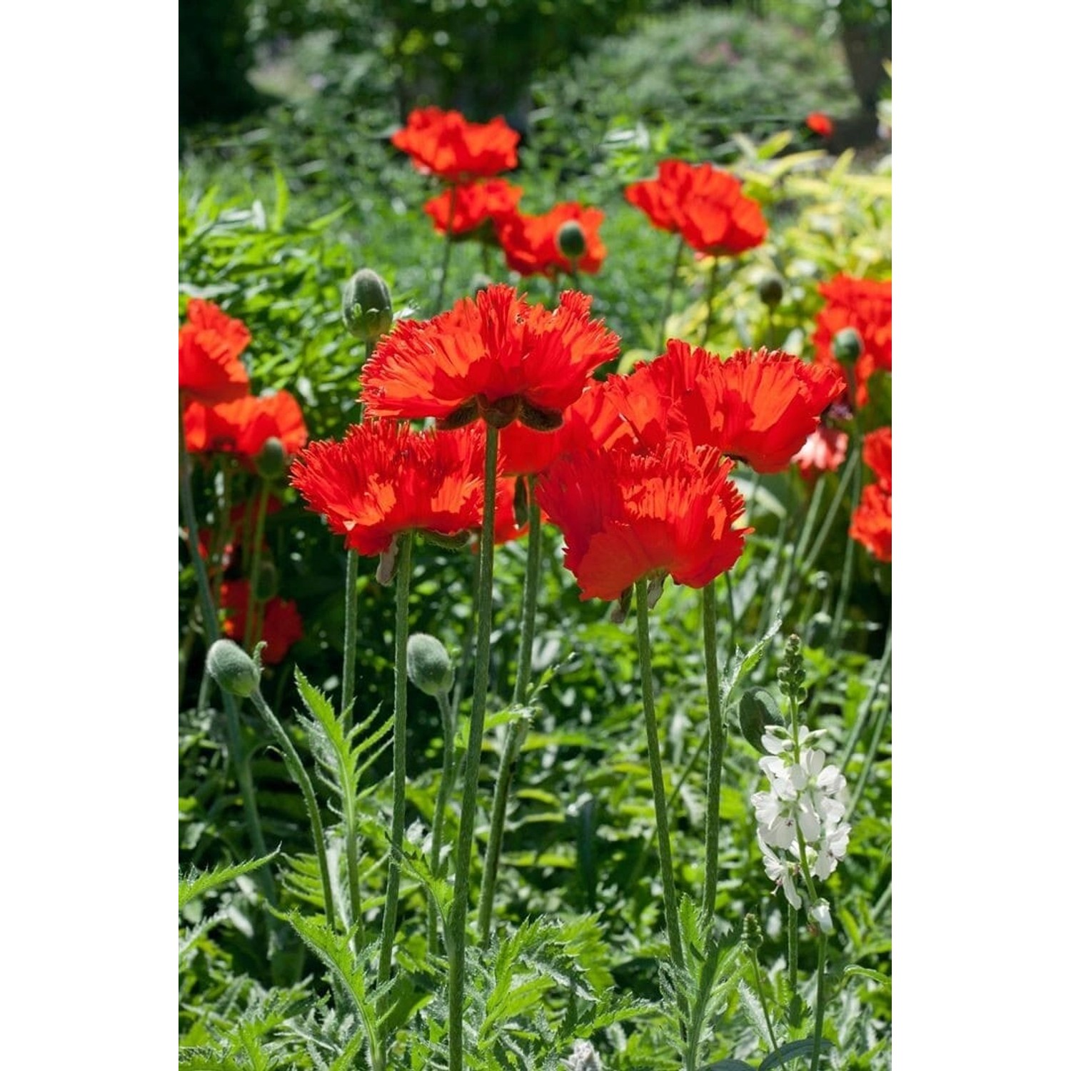 Papaver Orientale Türkischer Mohn Rembrandt Ca 9x9 cm Topf von Pflanzen für dich