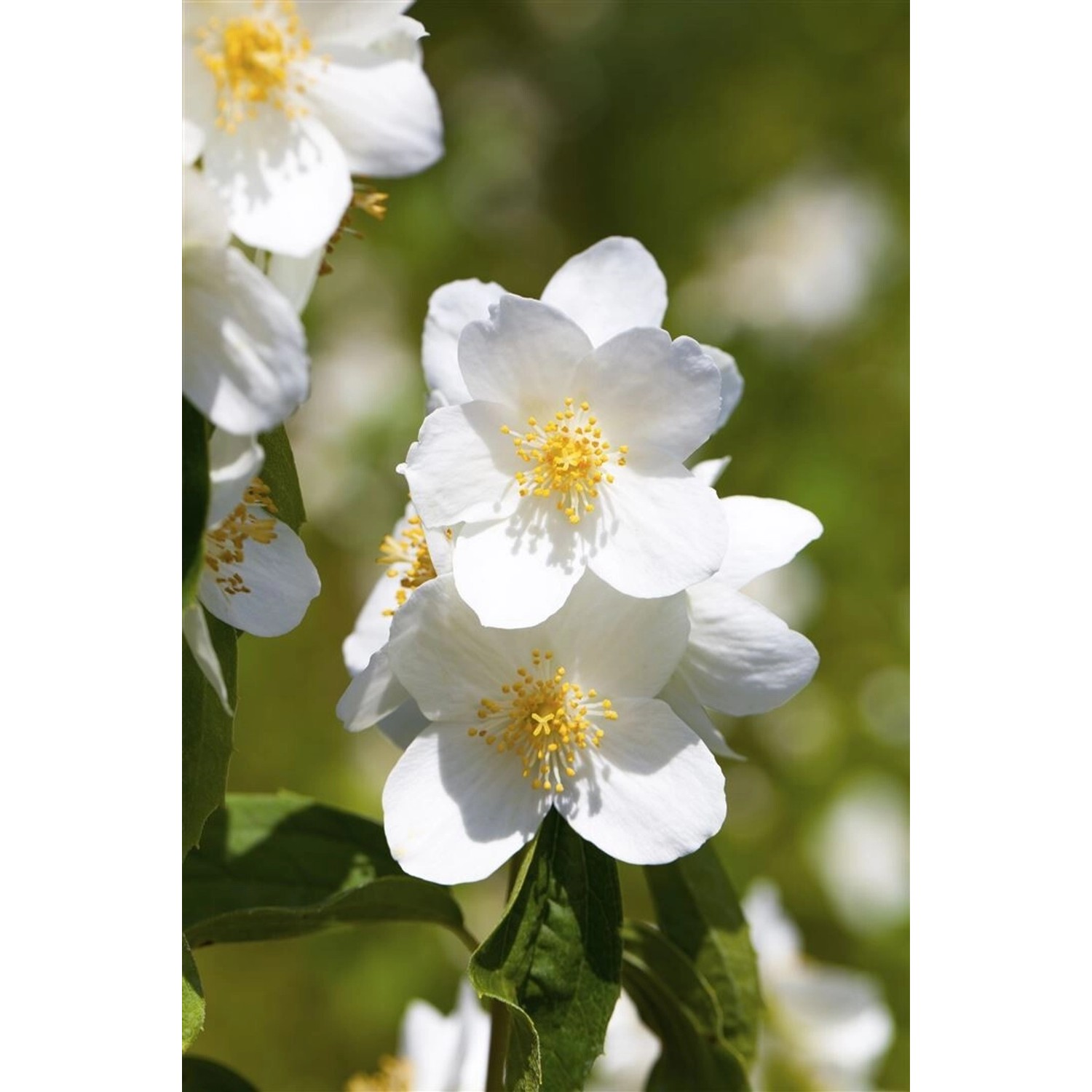 Philadelphus 'Belle Etoile' Pfeifenstrauch 40-60 cm von Pflanzen für dich