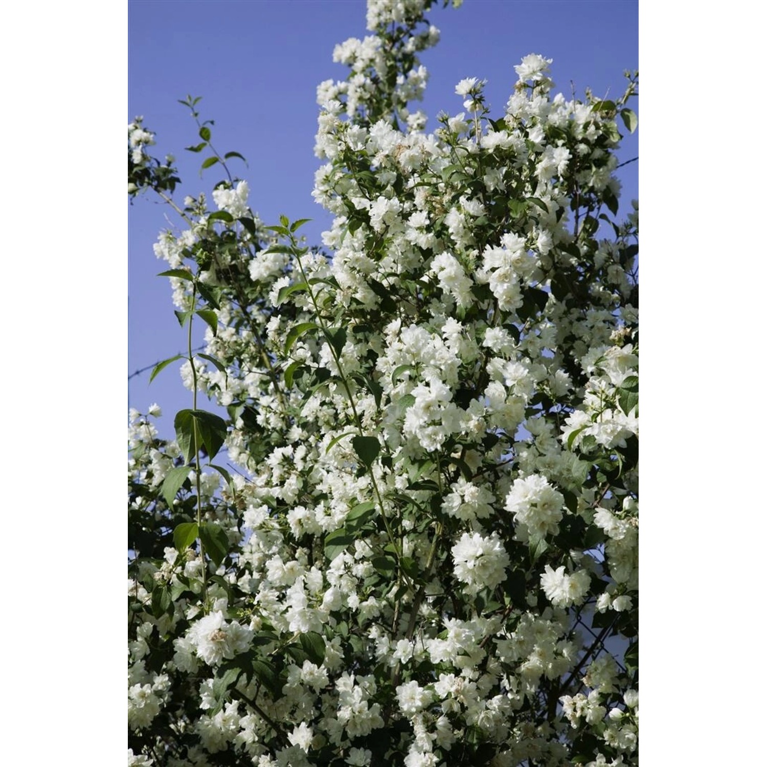 Philadelphus Virginal Duftjasmin Weiß 40–60 cm Philadelphus Virginal Duftjasmin Weiß 40–60 cm von Pflanzen für dich