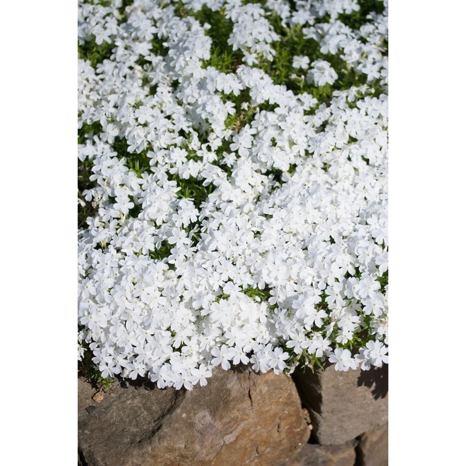 Phlox Douglasii White Admiral Teppichphlox Ca. 9x9 cm Topf von Pflanzen für dich