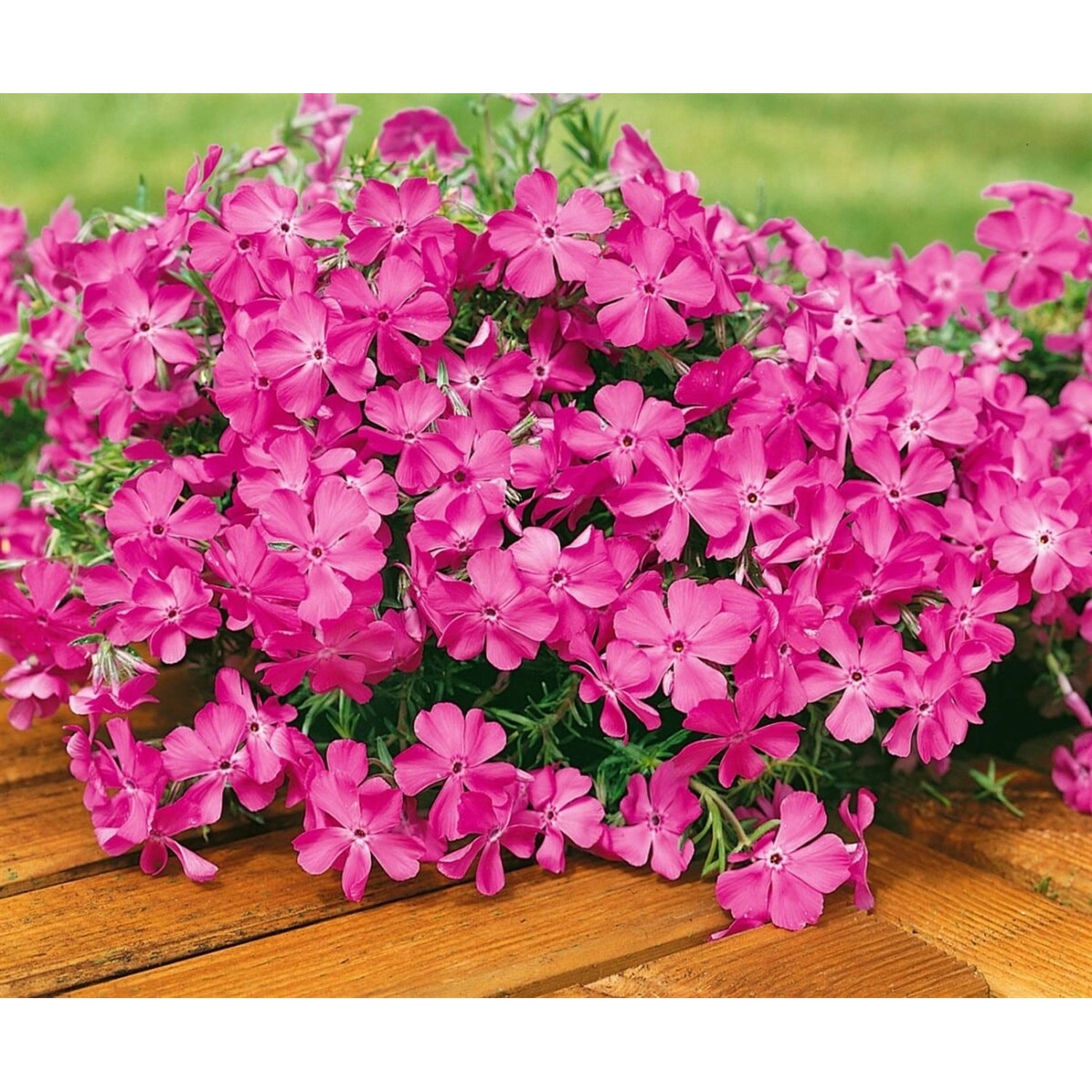 Phlox Subulata Macdaniel's Cushion Polsterphlox Rosa Ca. 9x9 cm Topf von Pflanzen für dich