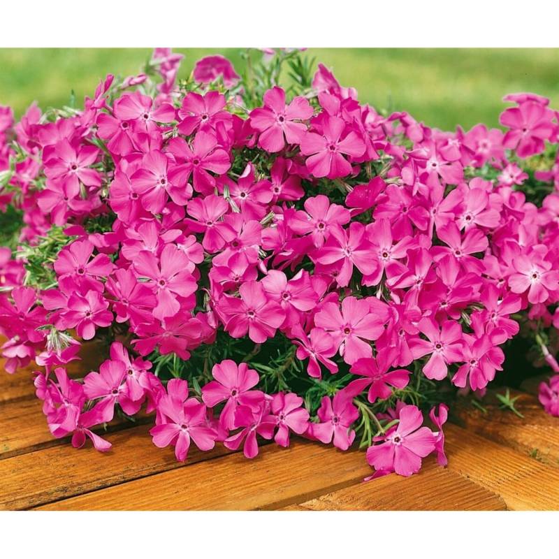 Phlox Subulata Macdaniel's Cushion Polsterphlox Rosa Ca. 9x9 cm Topf von Pflanzen für dich