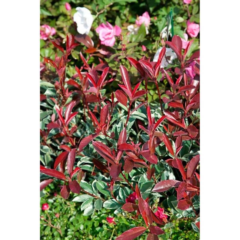 Photinia Fraseri Pink Marble Glanzmispel Buntes Laub 80 cm Stammhöhe von Pflanzen für dich