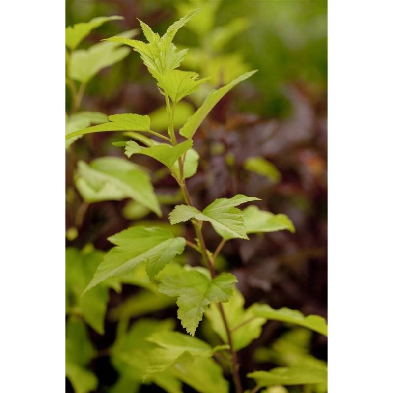 Physocarpus Opulifolius Angel Gold Blasenspiere Goldgelb 40–60 cm von Pflanzen für dich