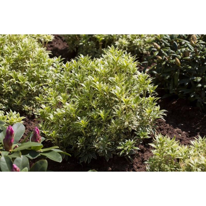 Pieris Japonica Variegata Japanische Lavendelheide Bunt 40–50 cm von Pflanzen für dich