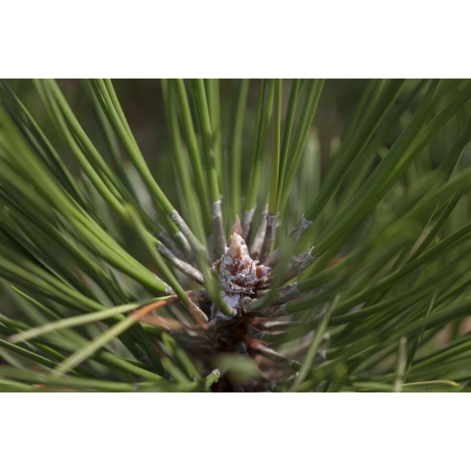 Pinus Nigra Hornibrookiana Schwarz-Kiefer 40–50 cm Pinus Nigra Hornibrookiana Schwarz-Kiefer 40–50 cm von Pflanzen für dich