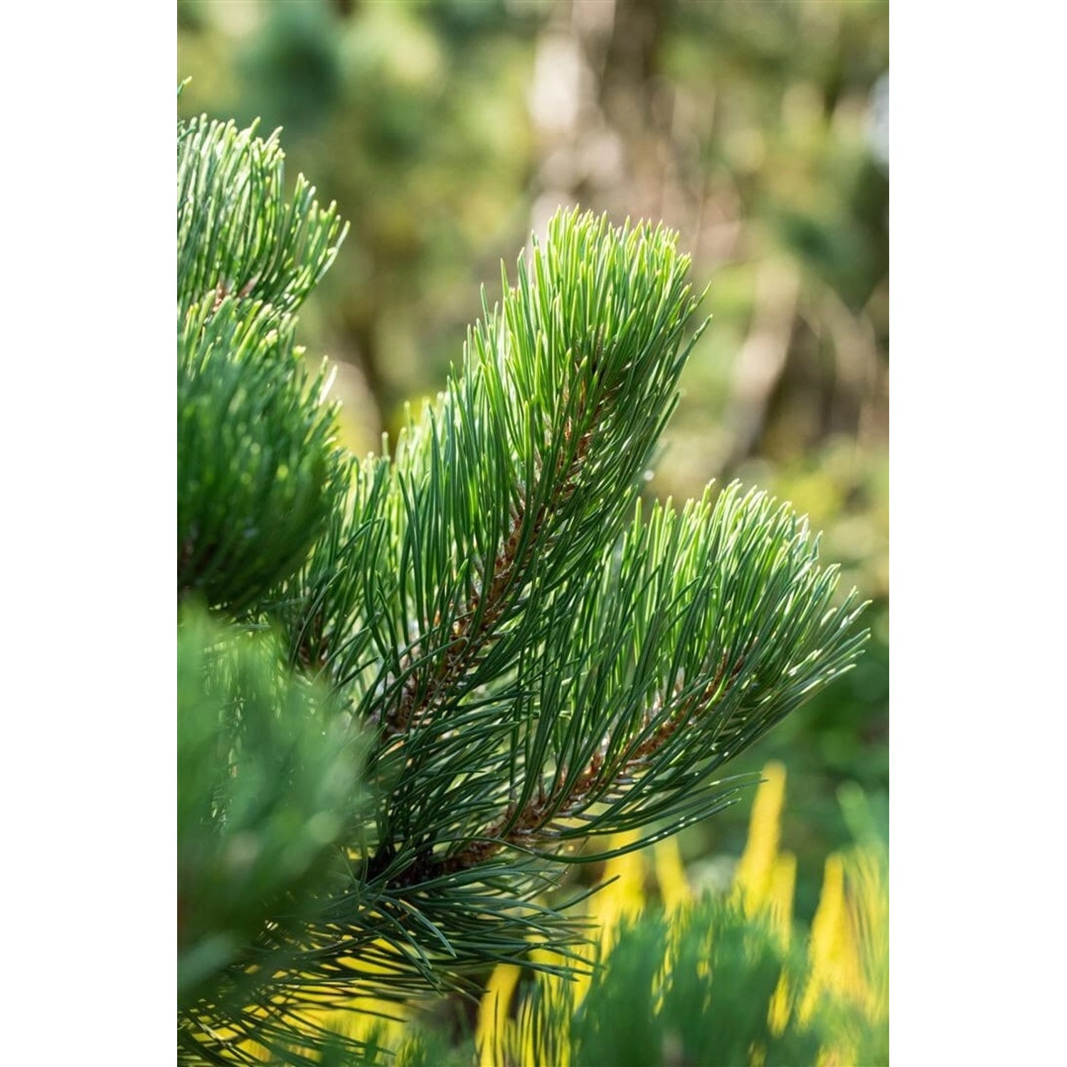 Pinus Nigra Oregon Green Schwarzkiefer Immergrün 30–40 cm Pinus Nigra Oregon Green Schwarzkiefer Immergrün 30–40 cm von Pflanzen für dich
