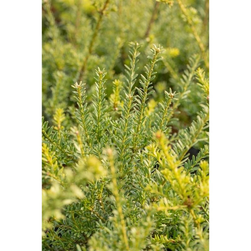Podocarpus Lawrencei Blue Gem Bläulich-Grün 30–40 cm von Pflanzen für dich