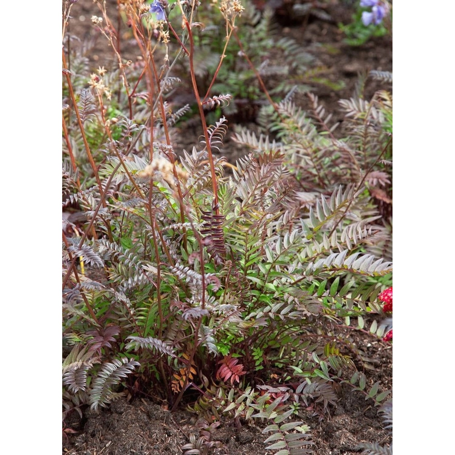 Polemonium Yezoense Jakobsleiter Purple Rain Gen Ca 9x9 cm Topf von Pflanzen für dich