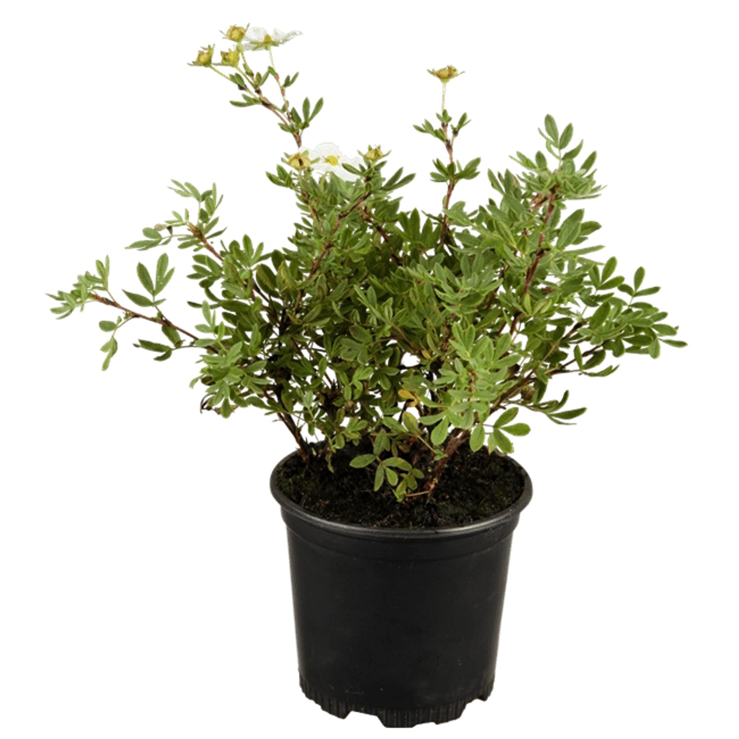 Potentilla Fingerstrauch Rosa Ca 9x9 cm Topf Potentilla Fingerstrauch Rosa Ca 9x9 cm Topf von Pflanzen für dich