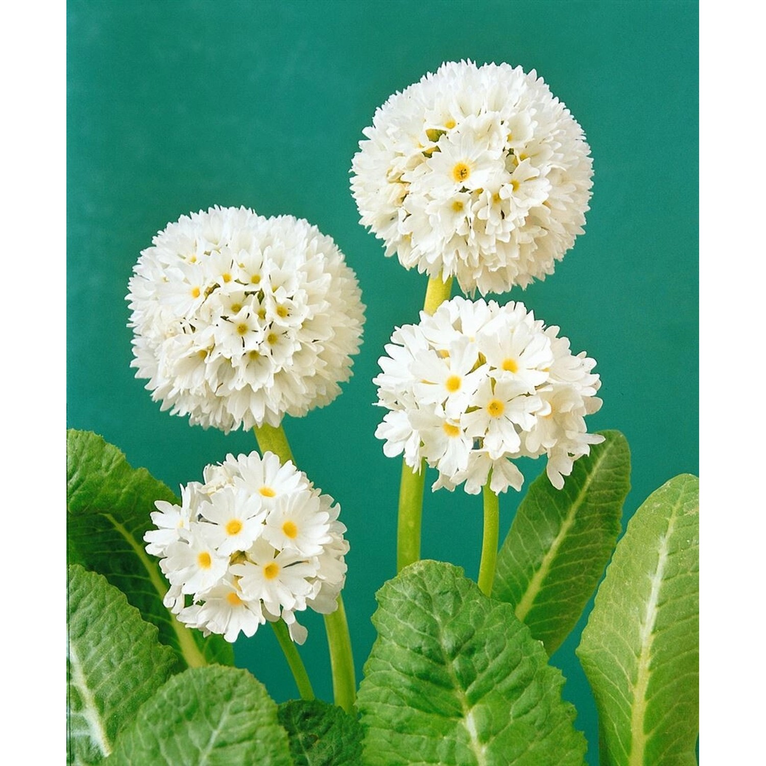 Primula Denticulata Kugelprimel Weiß 2 Liter Container Primula Denticulata Kugelprimel Weiß 2 Liter Container von Pflanzen für dich