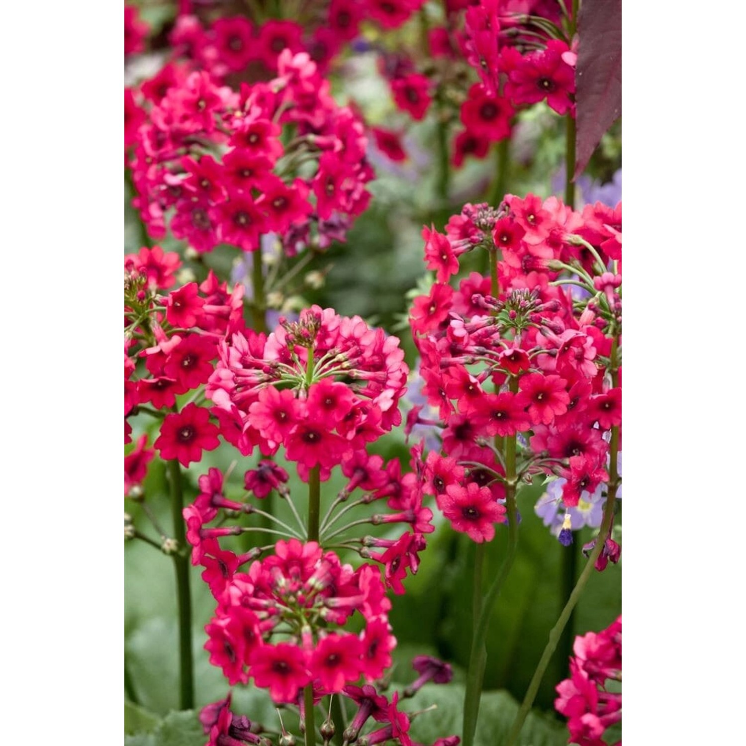 Primula Japonica Etagenprimel Ca. 9x9 cm Topf Primula Japonica Etagenprimel Ca. 9x9 cm Topf von Pflanzen für dich
