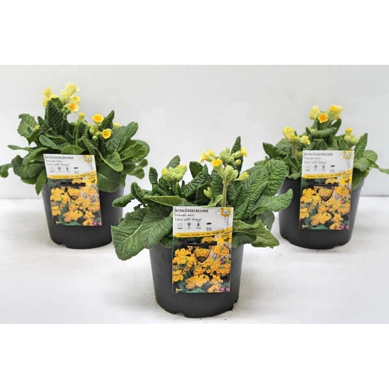 Primula Veris Schlüsselblume Lime With Orange 2 Liter Container von Pflanzen für dich
