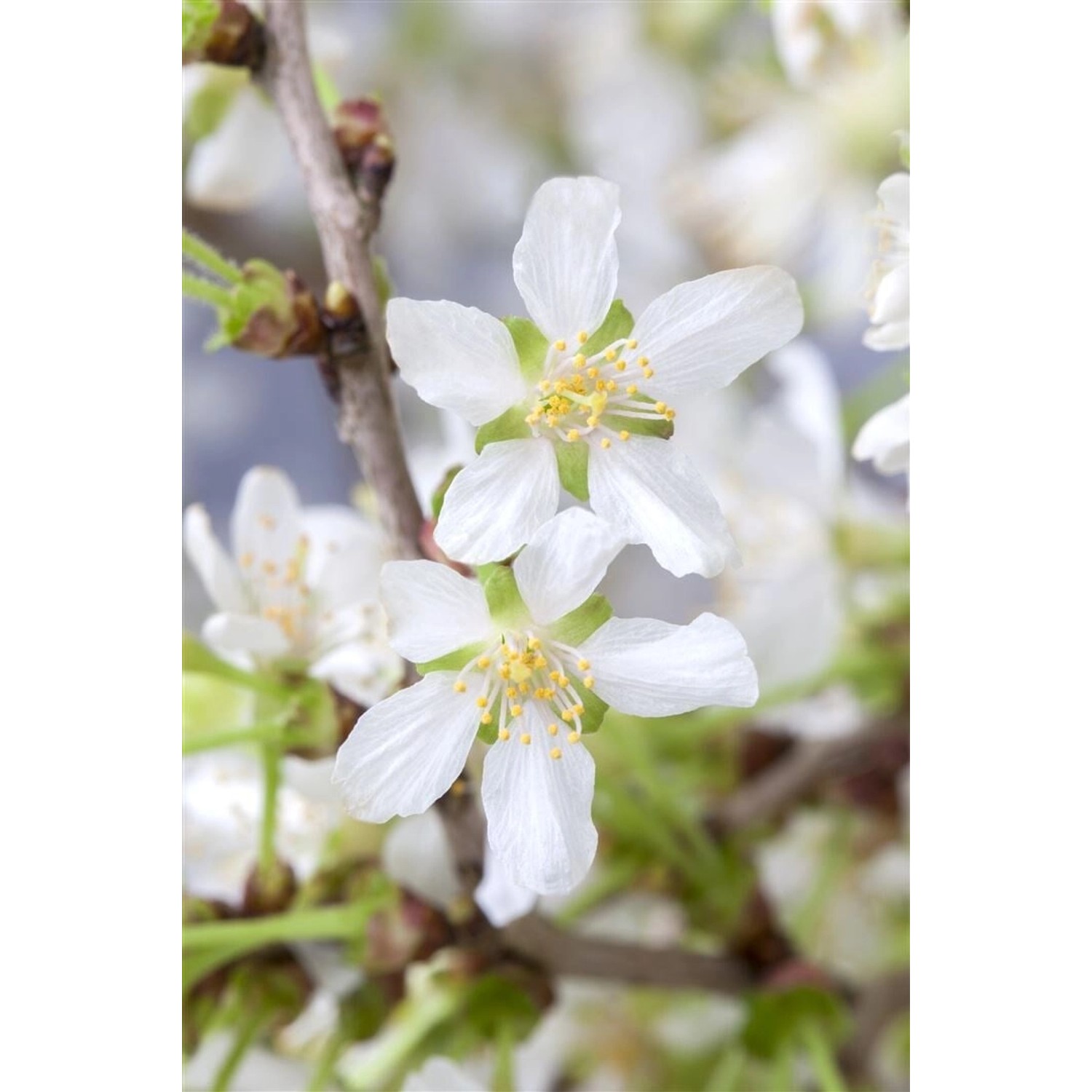 Prunus Incisa Zierkirsche Cac 40 cm Stammhöhe von Pflanzen für dich