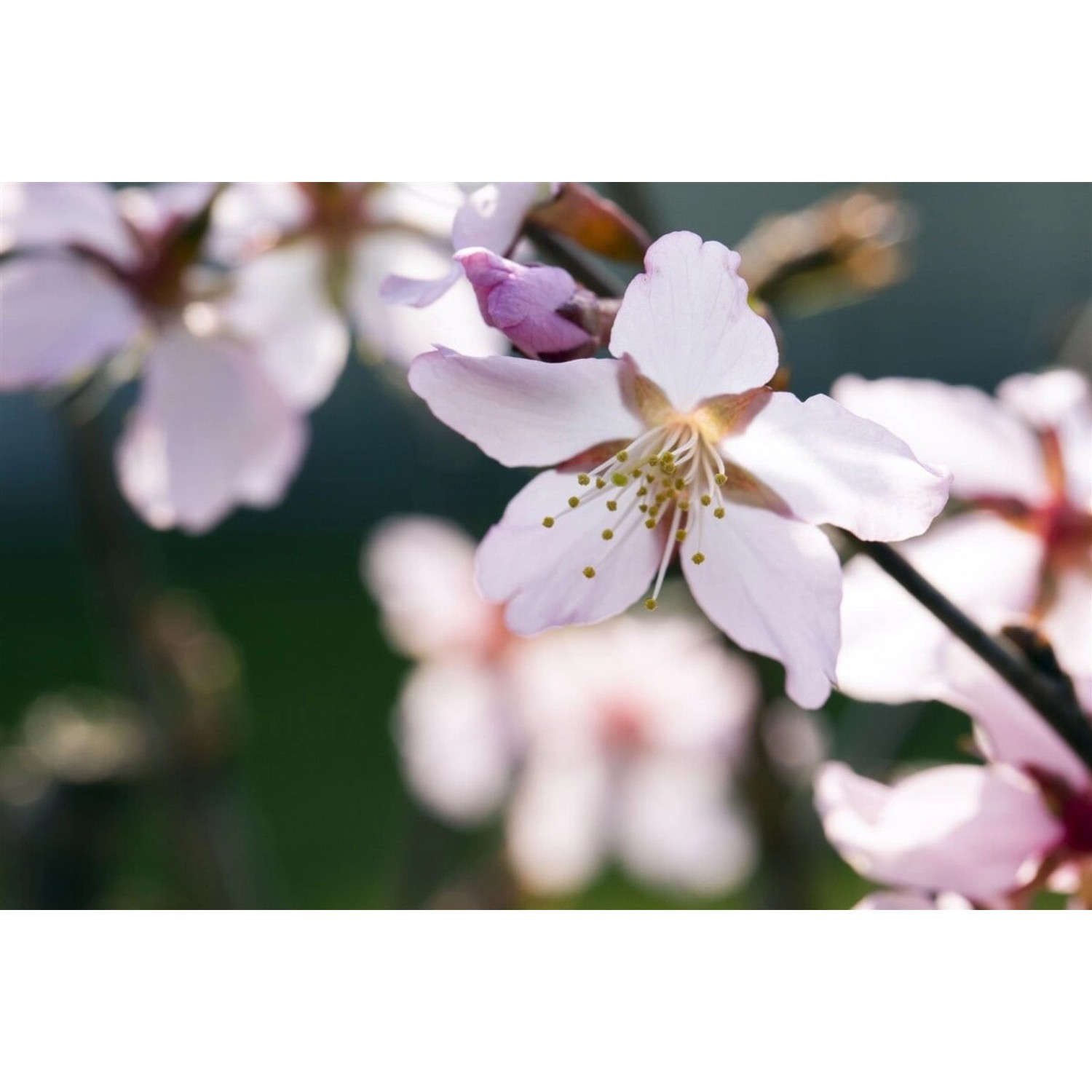 Prunus Kurilensis Ruby Zierkirsche Rosa Blüten 40–60 cm von Pflanzen für dich