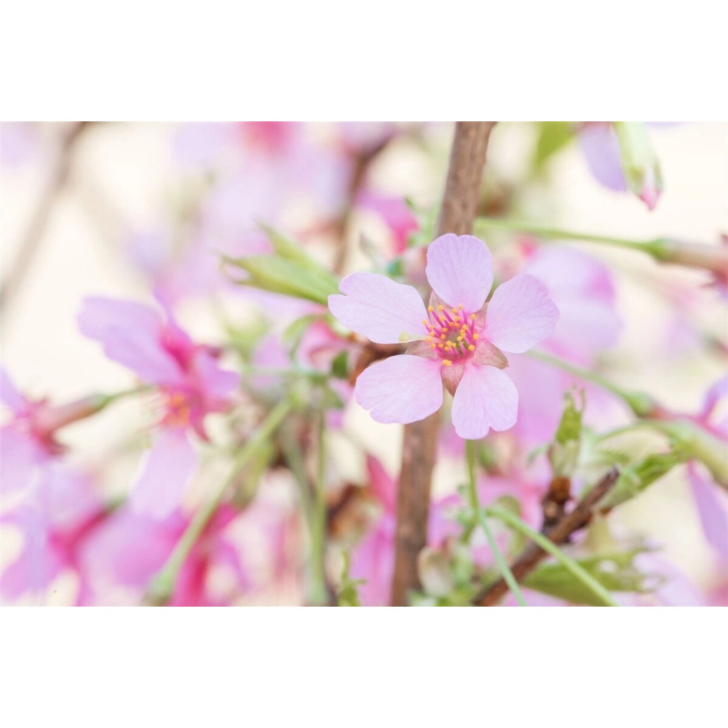 Prunus Okame Zierkirsche Rosa Blüten 80 cm Stammhöhe von Pflanzen für dich