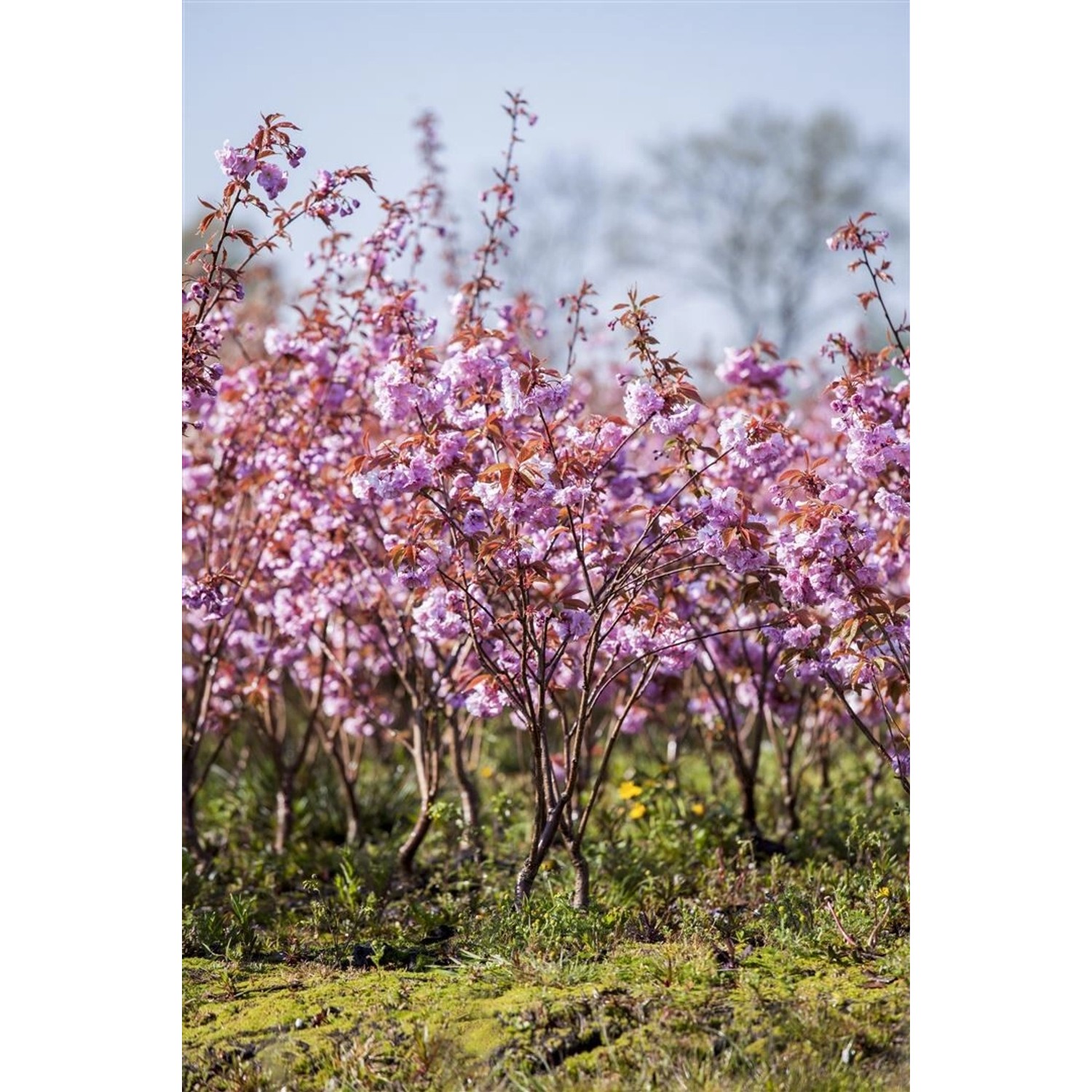 Prunus Serrulata Kanzan Japanische Blütenkirsche Rosa 80–100 cm von Pflanzen für dich