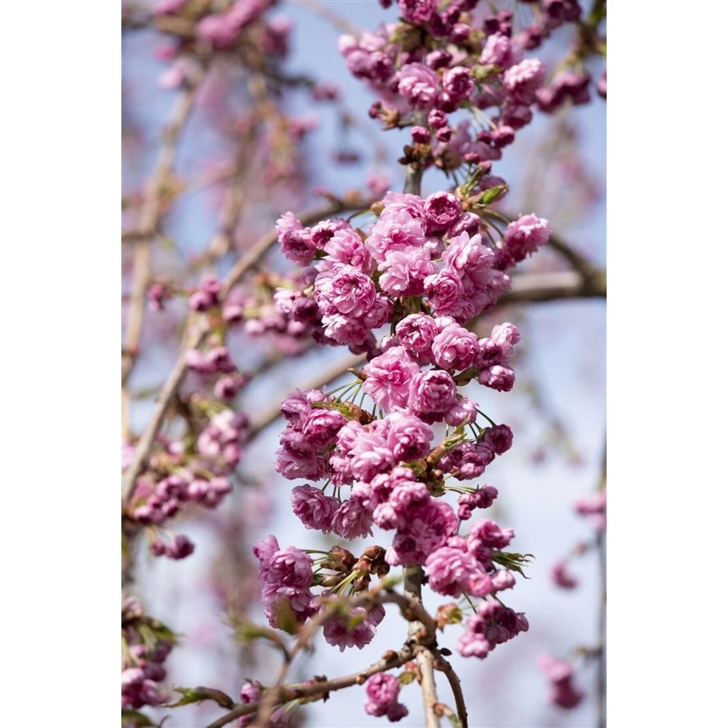 Prunus Serrulata Kiku-Shidare-Zakura Hängende Kirsche Rosa 125 cm Stammhöhe Prunus Serrulata Kiku-Shidare-Zakura Hängende Kirsche Rosa 125 cm Stammhöhe von Pflanzen für dich
