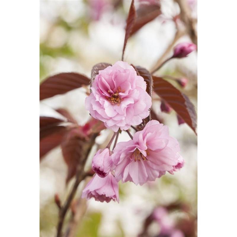 Prunus Serrulata Royal Burgundy Zierkirsche Dunkelrosa Ca. 12 cm Topf von Pflanzen für dich
