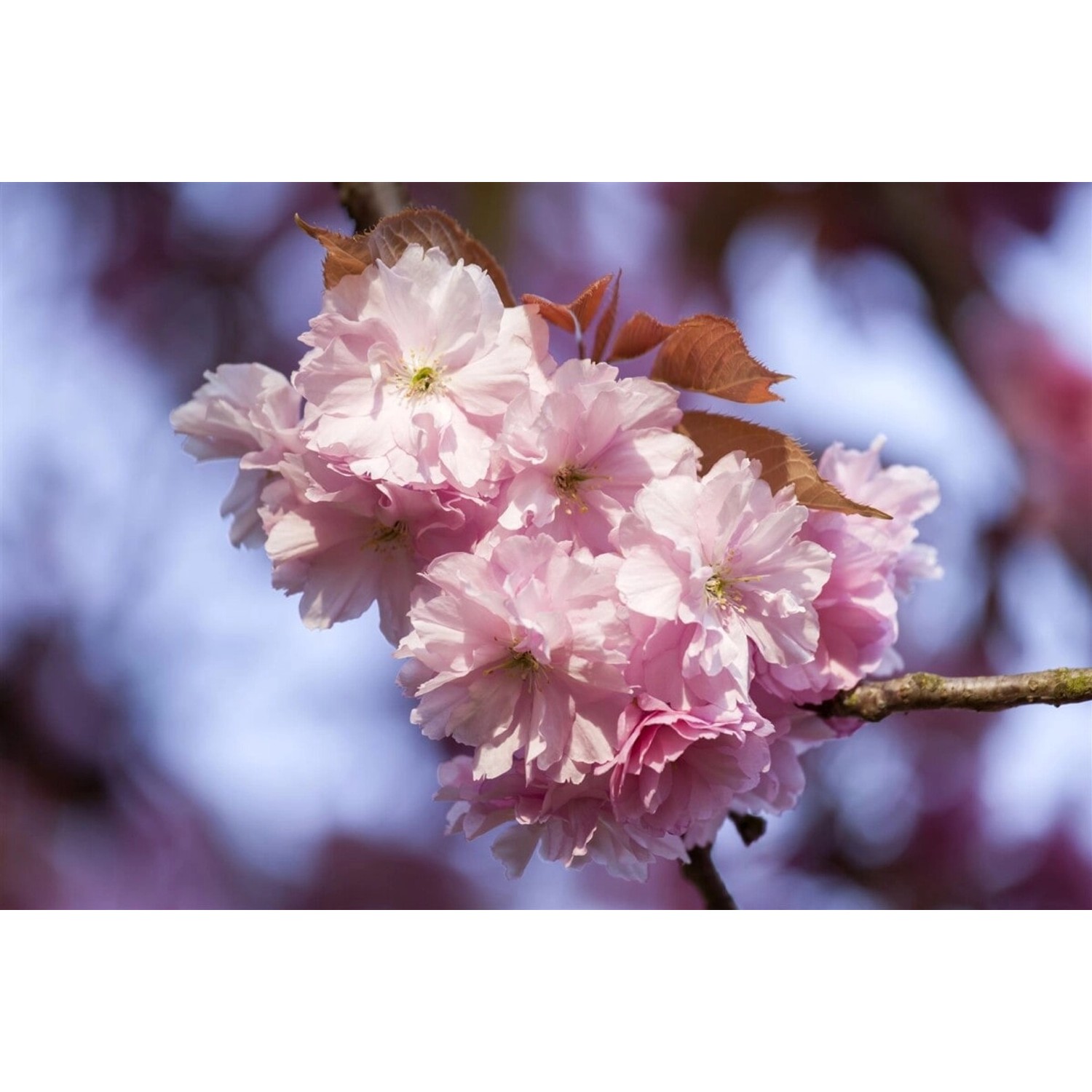 Prunus Subhirtella Accolade Zierkirsche Rosa Blüten 60–100 cm von Pflanzen für dich