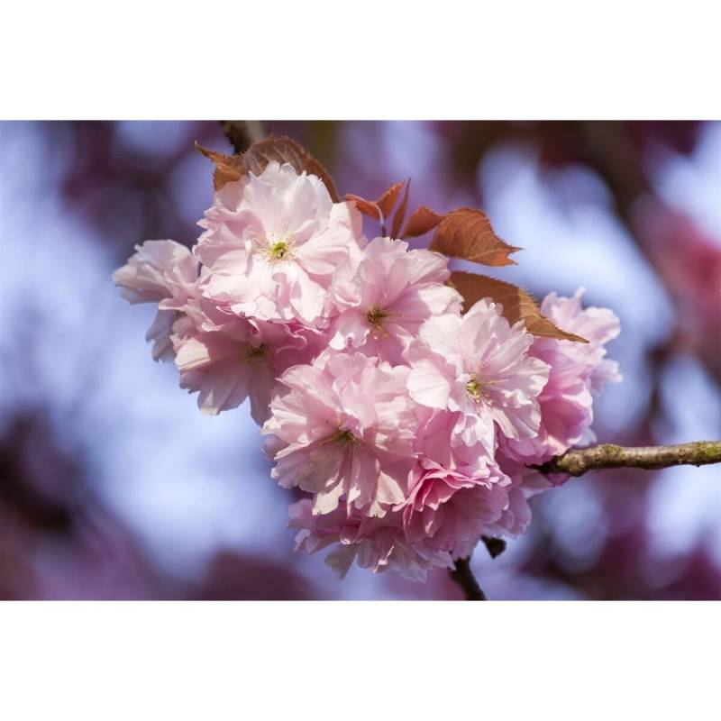 Prunus Subhirtella Accolade Zierkirsche Rosa Blüten 60–100 cm von Pflanzen für dich