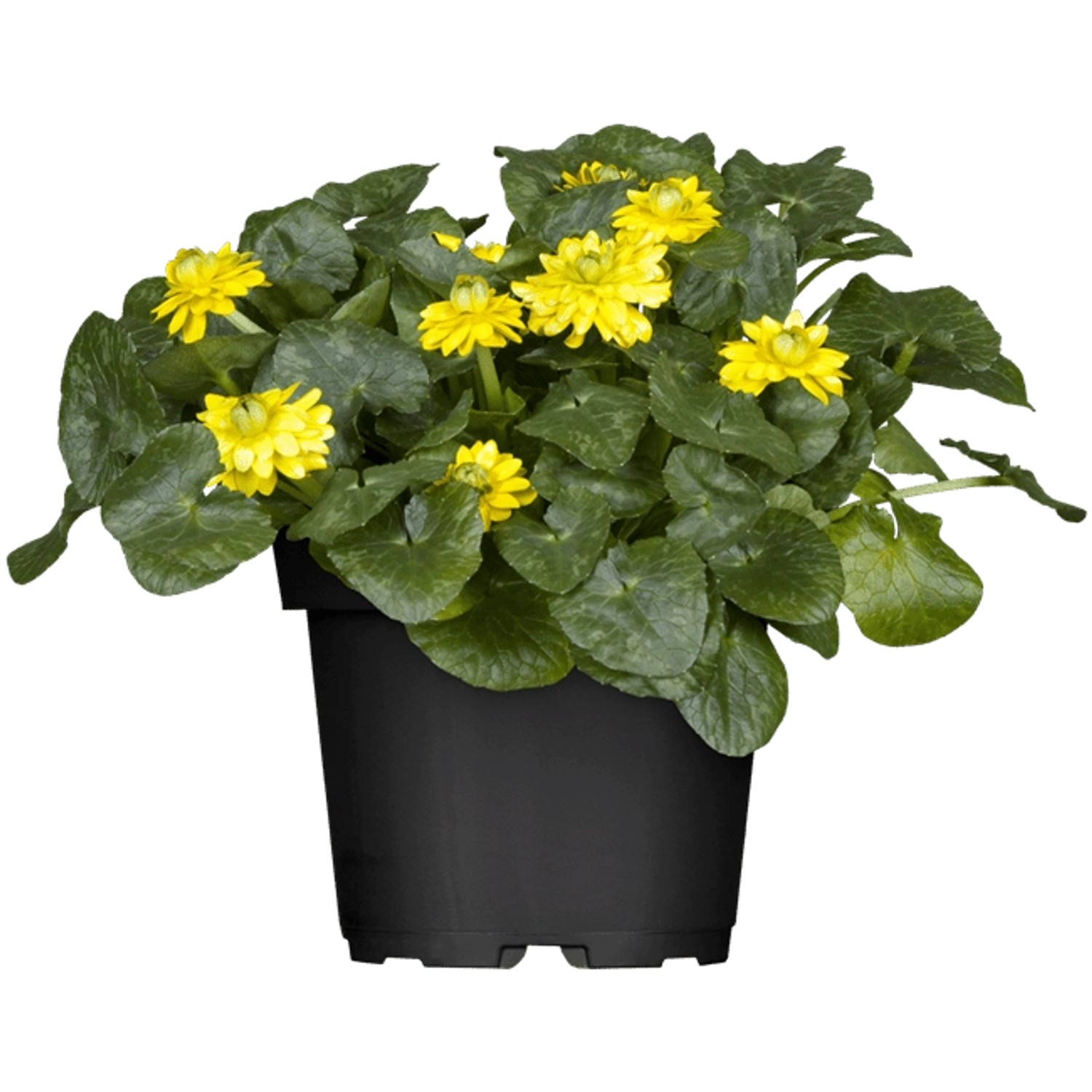Ranunculus Ficaria Scharbockskraut Gelb Ca. 9x9 cm Topf Ranunculus Ficaria Scharbockskraut Gelb Ca. 9x9 cm Topf von Pflanzen für dich