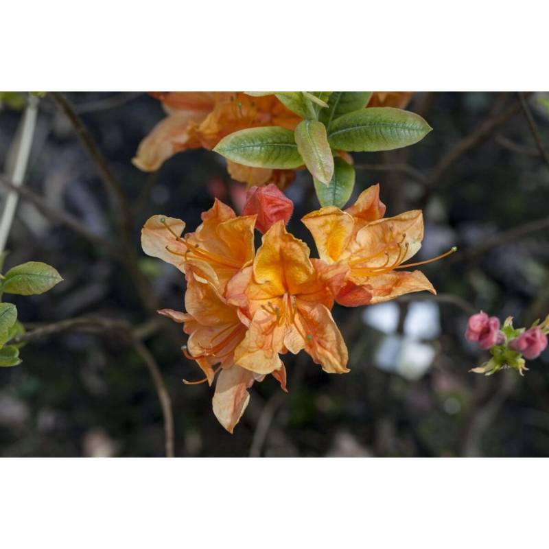 Rhododendron Austrinum Gelb-Orange Blüten 40–50 cm von Pflanzen für dich