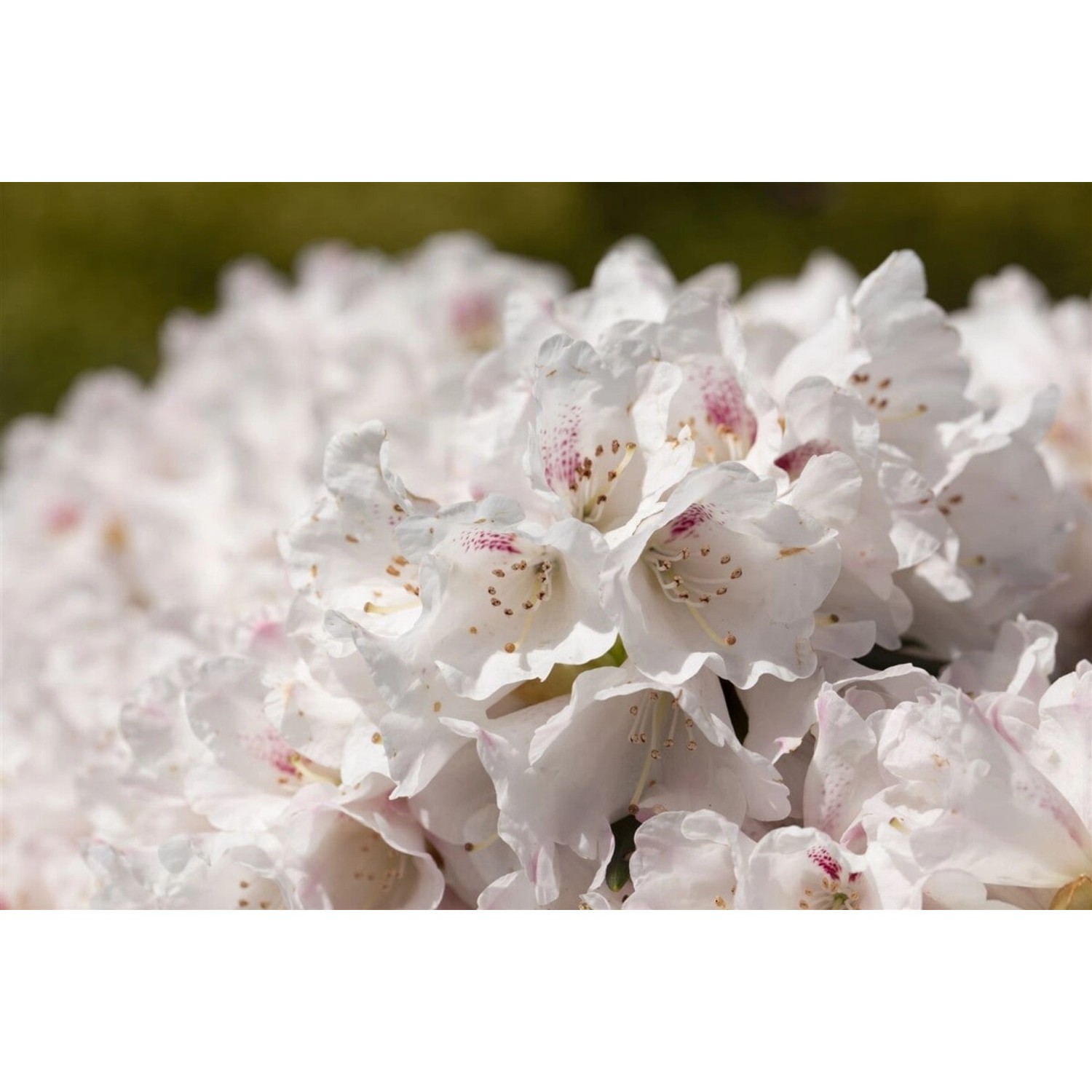 Rhododendron Blewbury Rosa Blüten 30–40 cm von Pflanzen für dich
