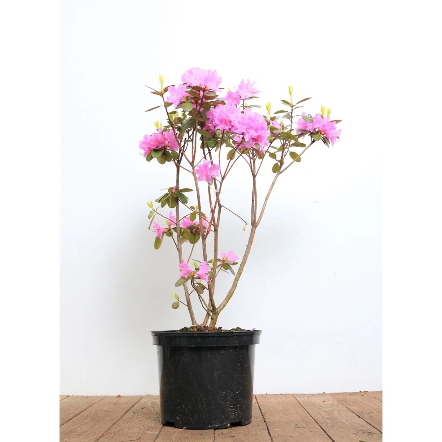 Rhododendron Carolinianum P.J.Mezitt Rosa Blüten 30–40 cm von Pflanzen für dich