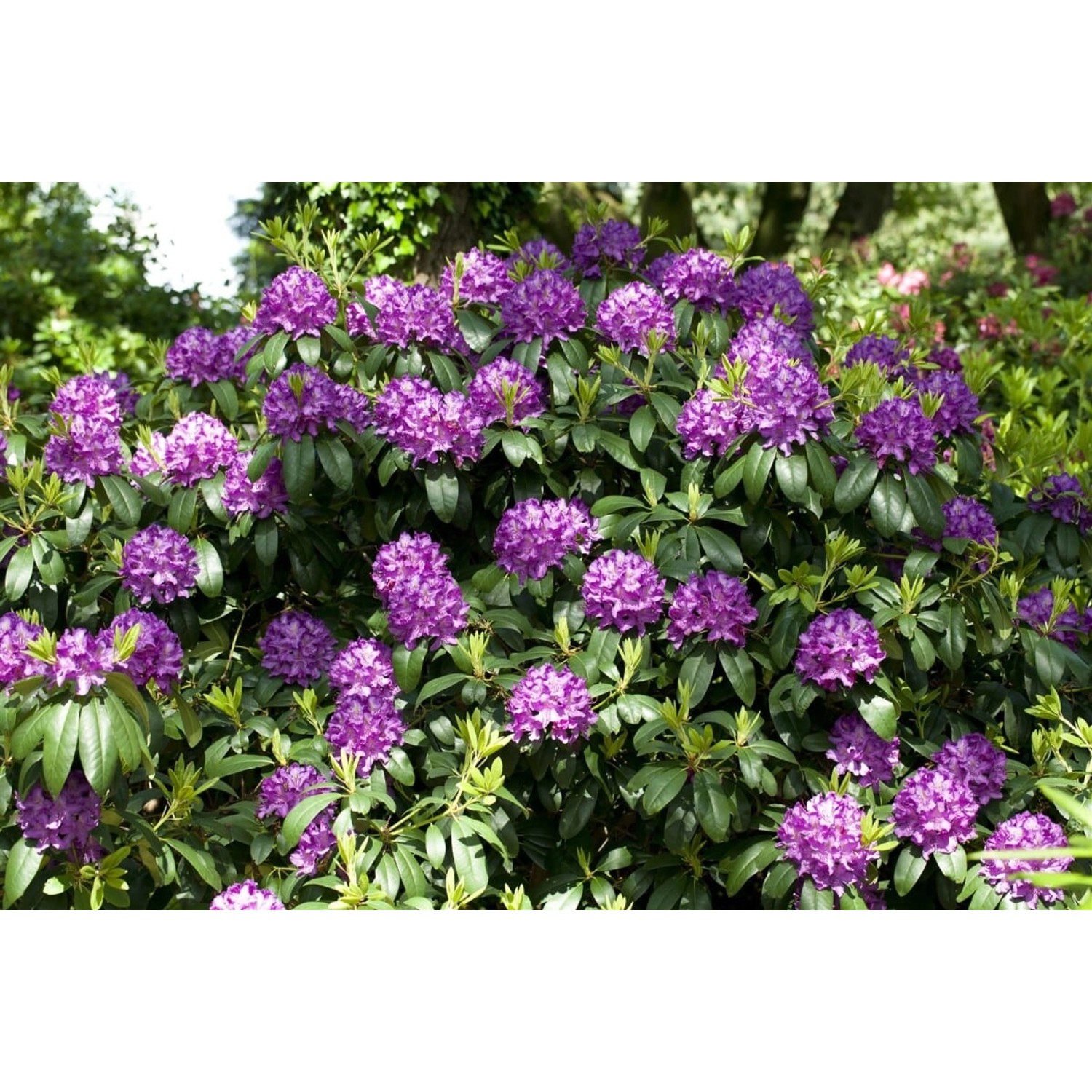 Rhododendron Catawbiense Grandiflorum Lila Blüten 100–120 cm von Pflanzen für dich