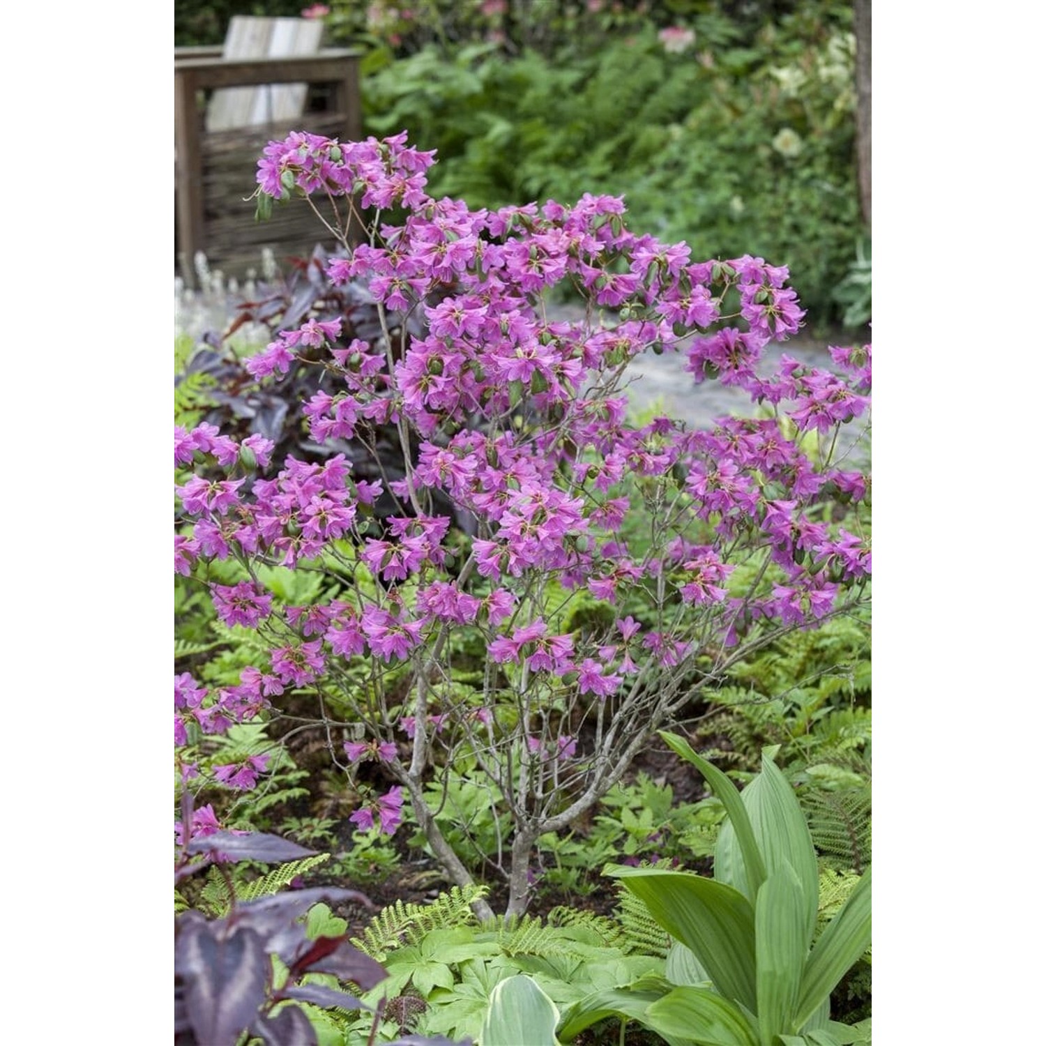 Rhododendron Dauricum Rosa Blüten 20–30 cm von Pflanzen für dich