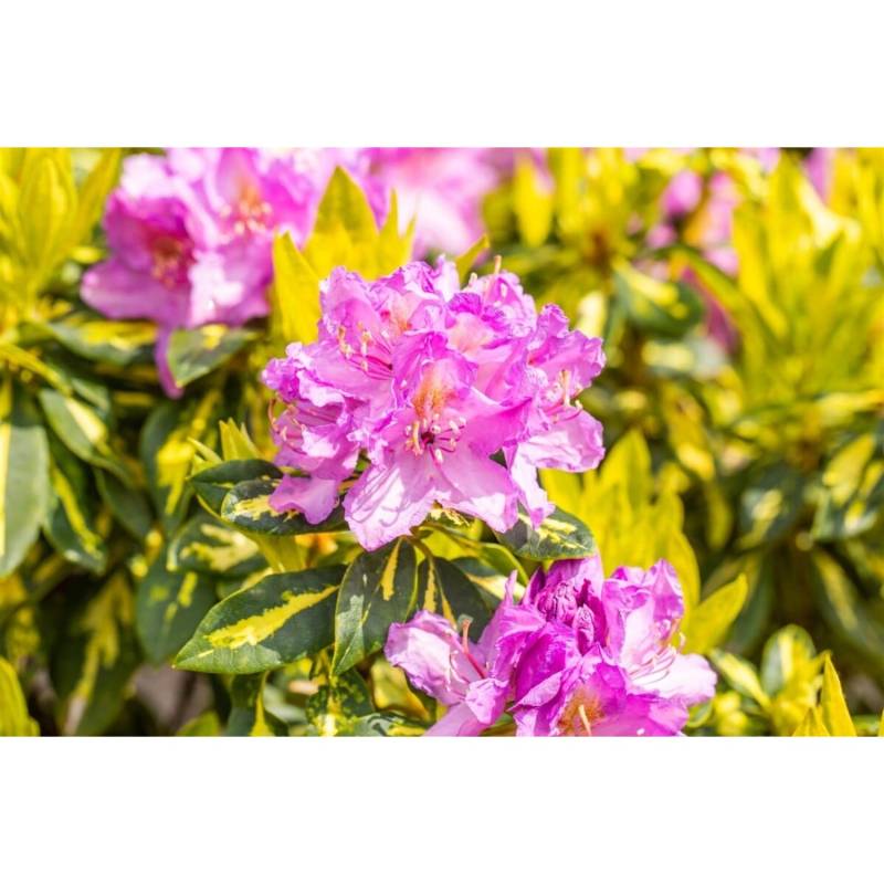 Rhododendron Goldflimmer Immergrün Gelb-Grün Panaschiert 40–50 cm von Pflanzen für dich