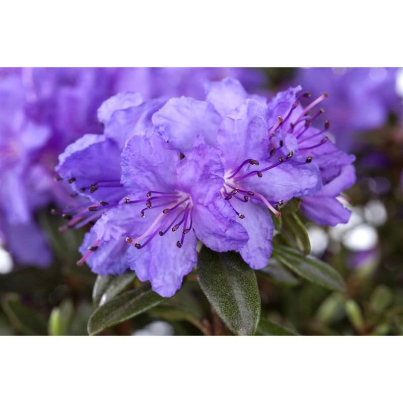 Rhododendron Hippophaeoides Blue Silver Blau-Silber 40–50 cm von Pflanzen für dich