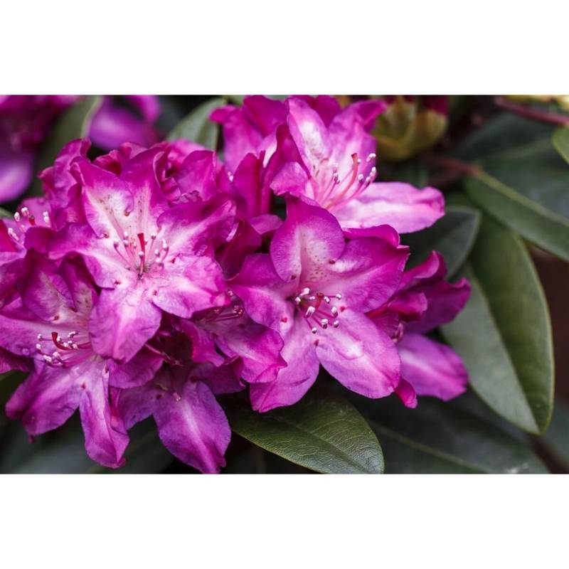 Rhododendron Hybr. Anatevka Immergrün Rosa Blüten 40–50 cm von Pflanzen für dich