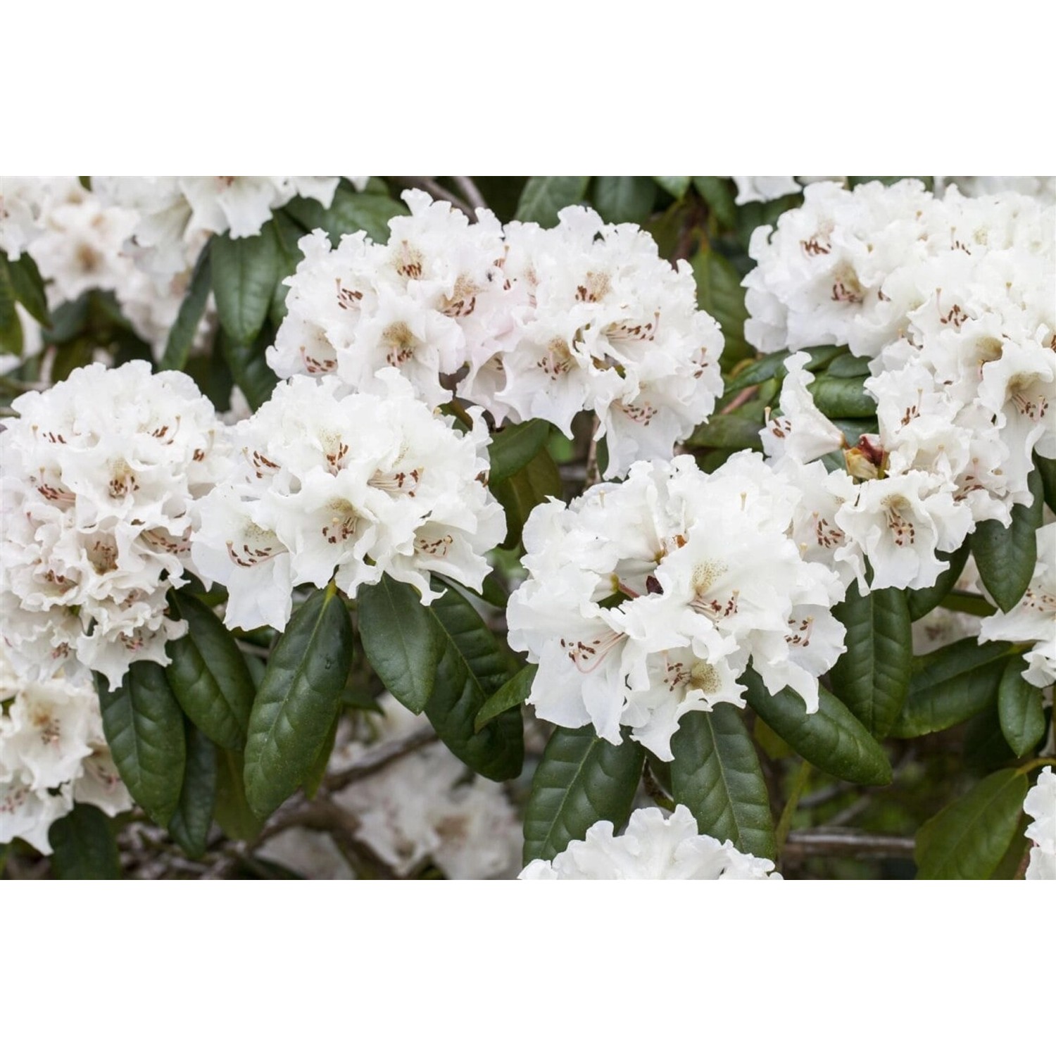 Rhododendron Hybr. Bellini Rosa Blüten 50–60 cm Rhododendron Hybr. Bellini Rosa Blüten 50–60 cm von Pflanzen für dich
