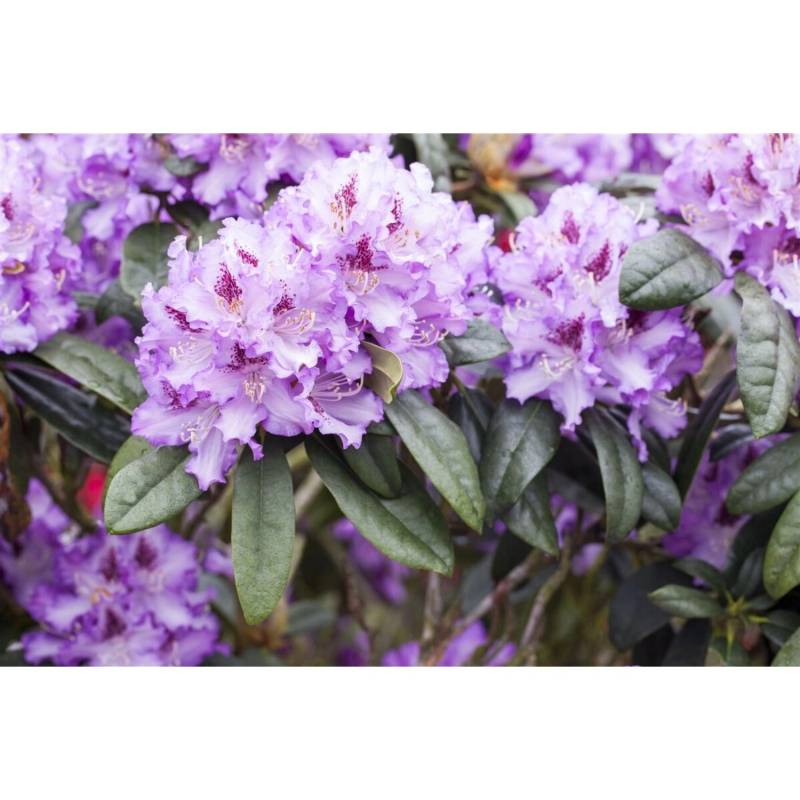 Rhododendron Hybr. Blue Peter Rhododendron Blauviolett 40–50 cm von Pflanzen für dich