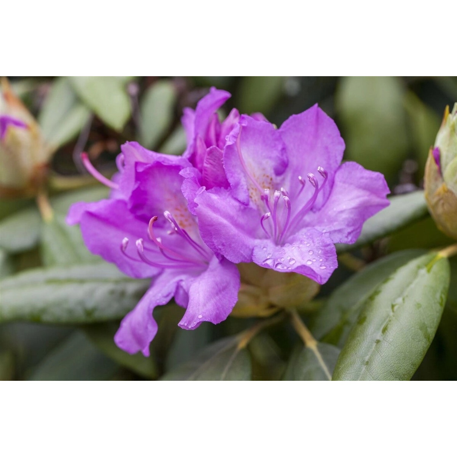 Rhododendron Hybr. Catawbiense Boursault Lila Blüten 100–120 cm von Pflanzen für dich
