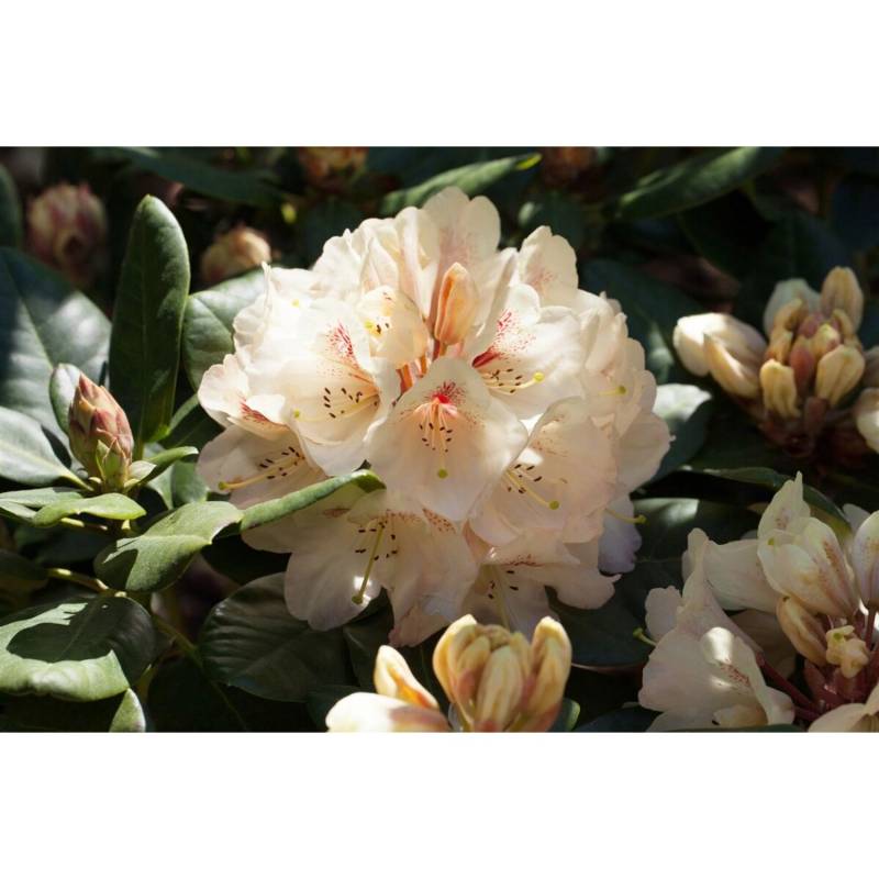 Rhododendron Hybr. Goldbukett Gelb 30–40 cm von Pflanzen für dich