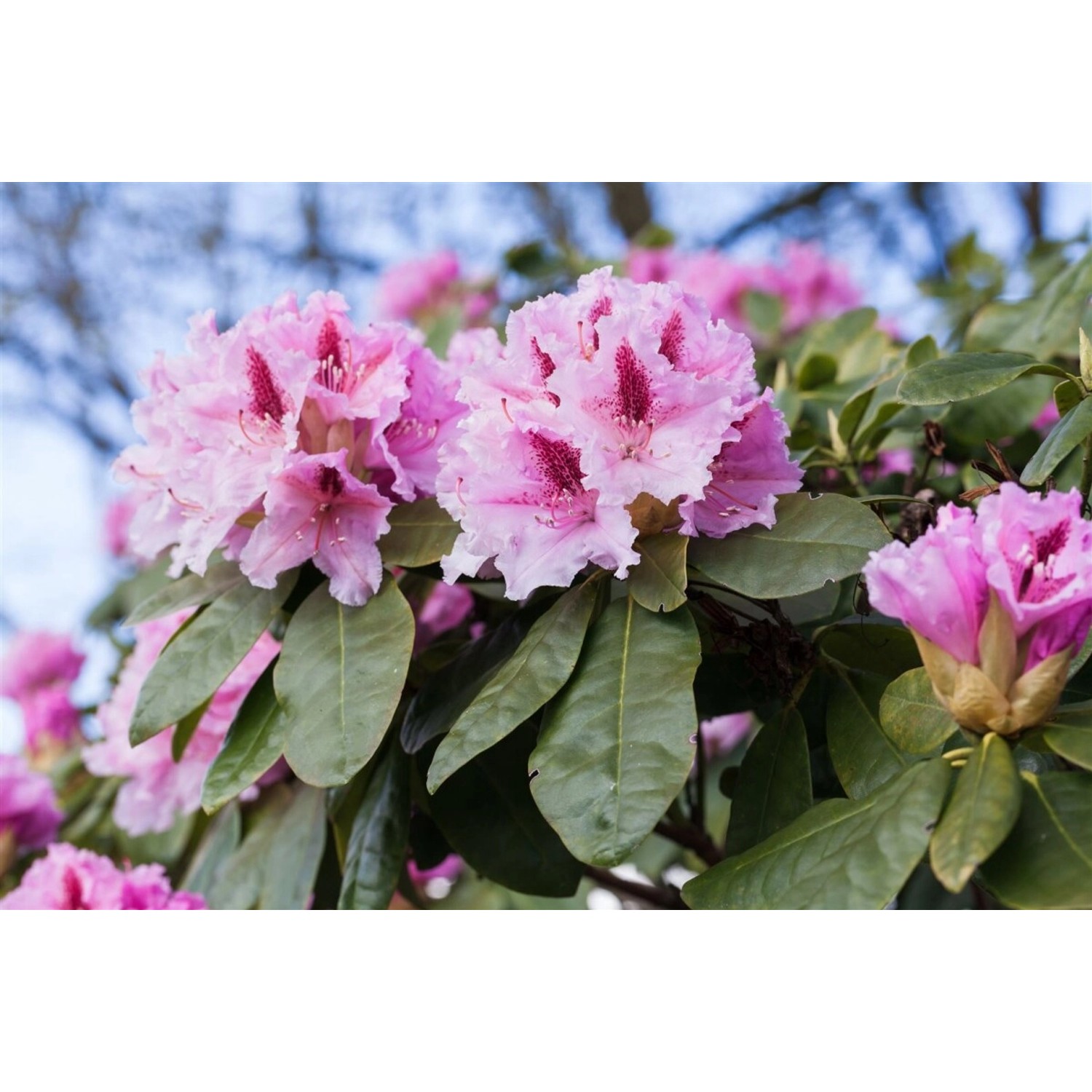 Rhododendron Hybr. Holstein Rhododendron Rot 30–40 cm Rhododendron Hybr. Holstein Rhododendron Rot 30–40 cm von Pflanzen für dich