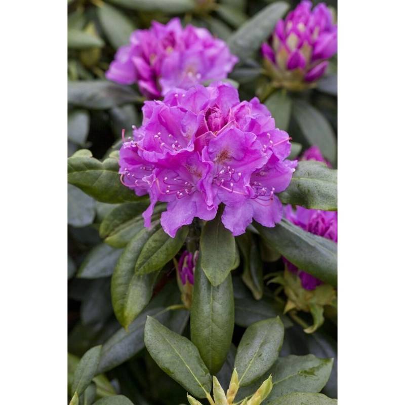 Rhododendron Hybr. Lees Dark Purple Dunkelviolett 60–70 cm von Pflanzen für dich