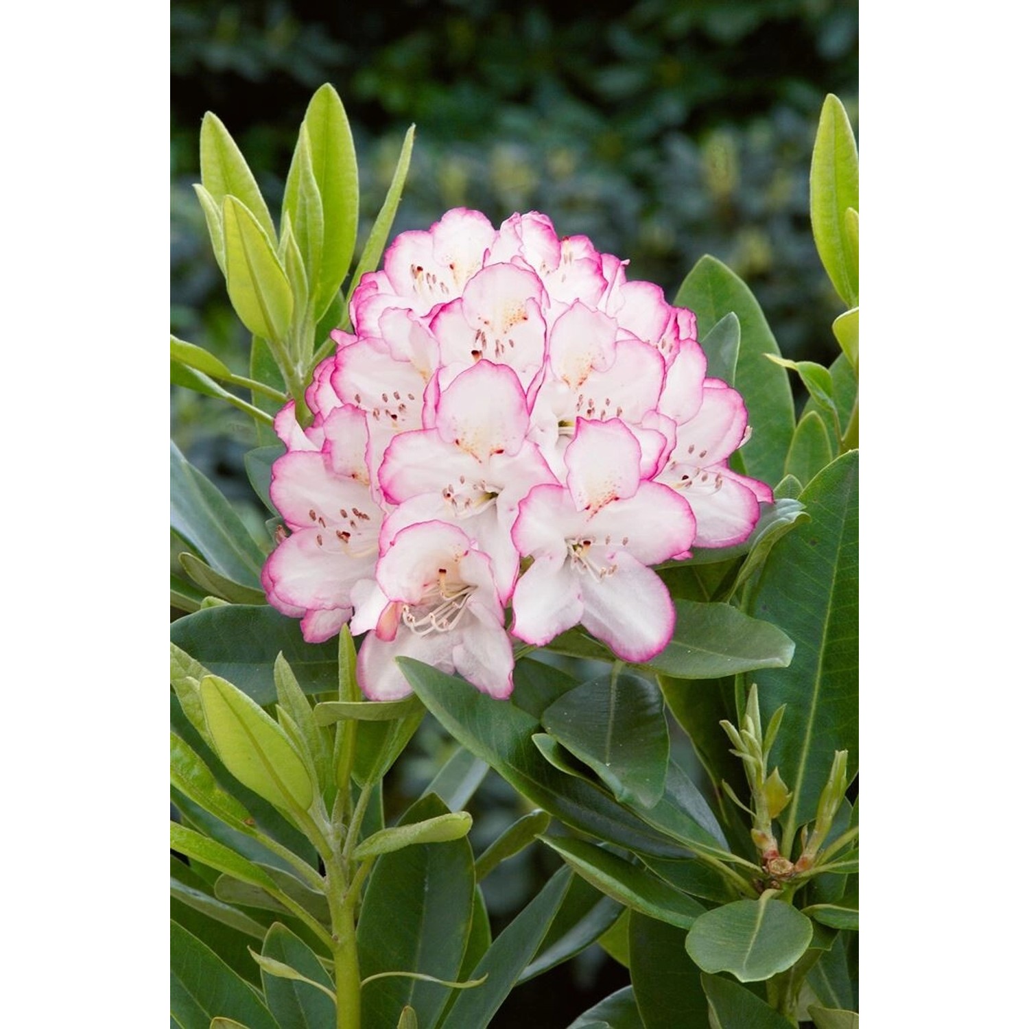 Rhododendron Hybr. Picotee Rosa-Weiß 60–70 cm Rhododendron Hybr. Picotee Rosa-Weiß 60–70 cm von Pflanzen für dich