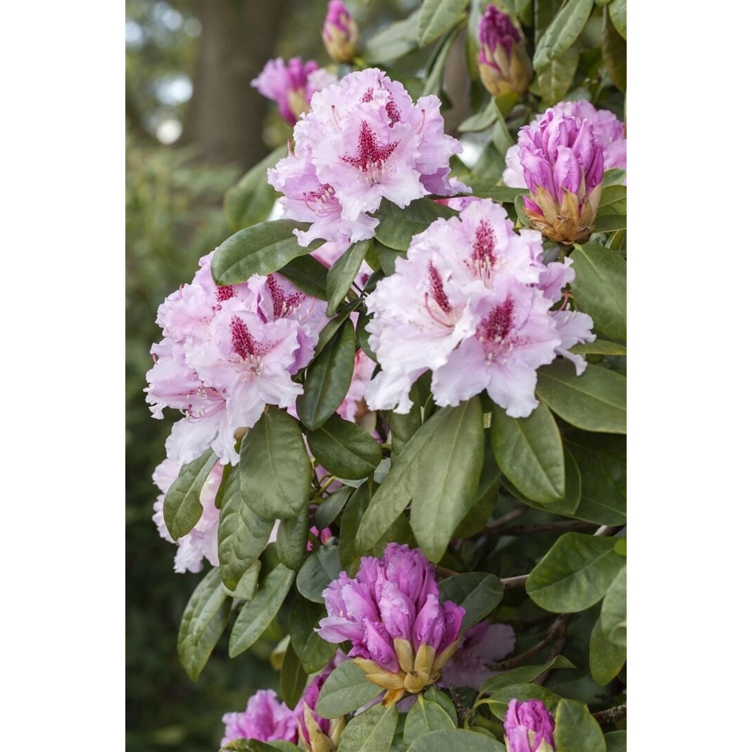Rhododendron Hybr. Progres Rhododendron 30–40 cm Rosa Blüten von Pflanzen für dich